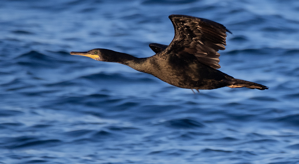 Toppskarv © Steve Dahlfors