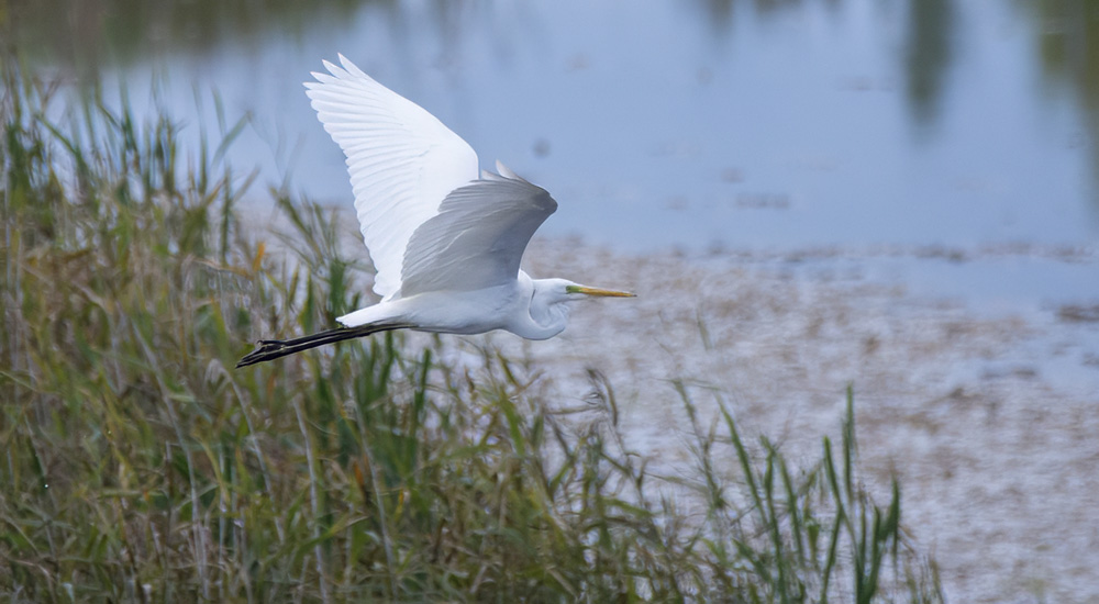 Ägretthäger © Steve Dahlfors