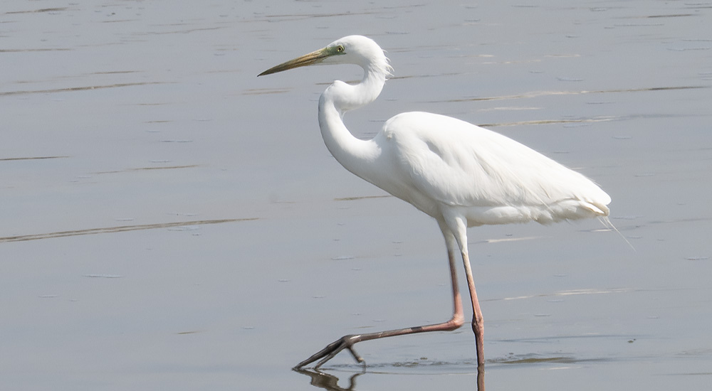 Ägretthäger © Steve Dahlfors