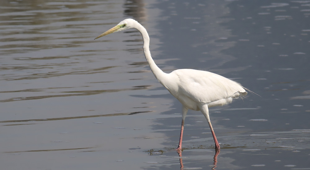 Ägretthäger © Steve Dahlfors