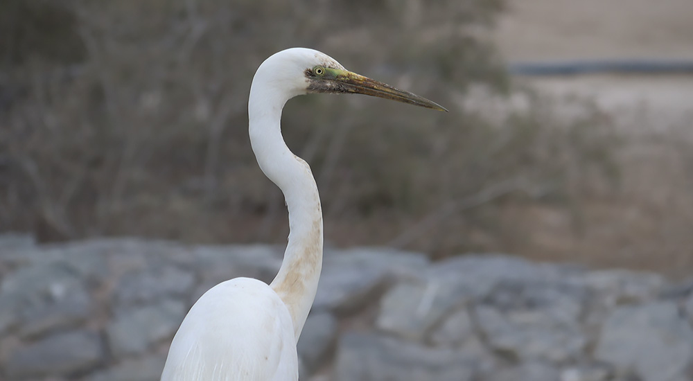 Ägretthäger © Steve Dahlfors