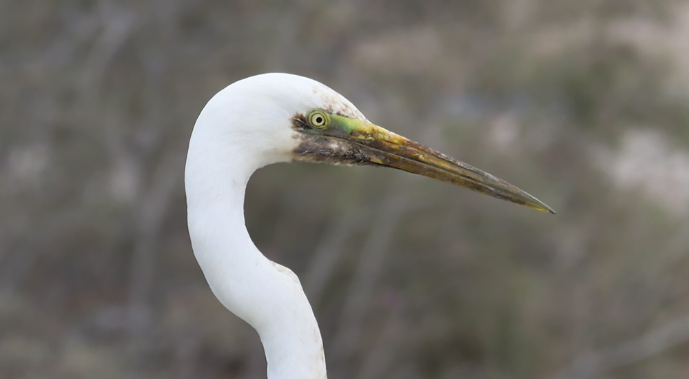 Ägretthäger © Steve Dahlfors