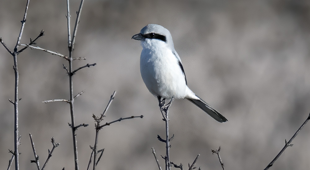 Varfågel © Steve Dahlfors