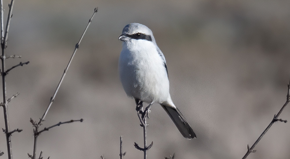 Varfågel © Steve Dahlfors