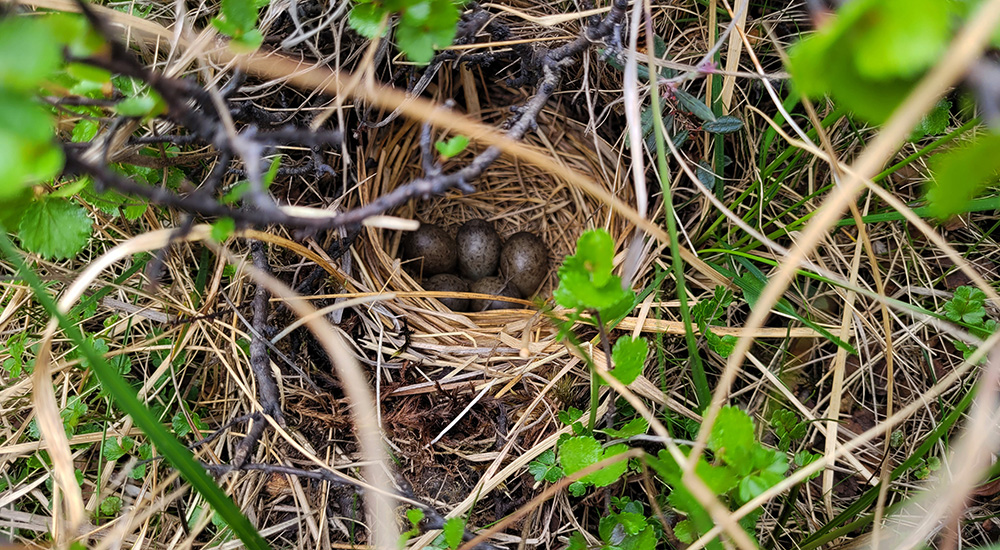 Ängspiplärkans ägg © Steve Dahlfors