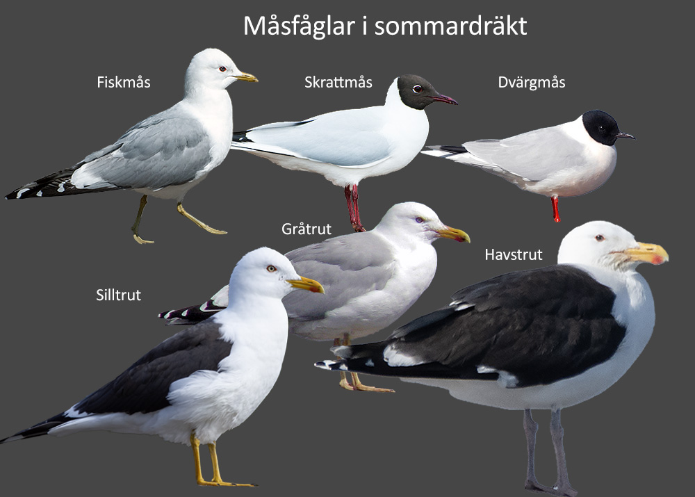 Måsafåglar i sommardräkt © Steve Dahlfors